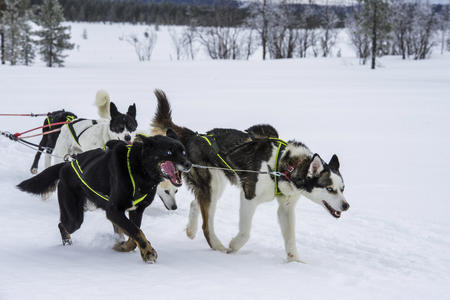 Für die Hunde gibt es nichts schöneres, als Ihren Schlitten zu ziehen